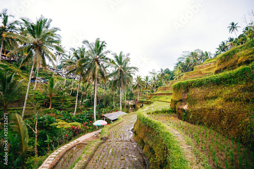 Tegallalang Rice Terrace