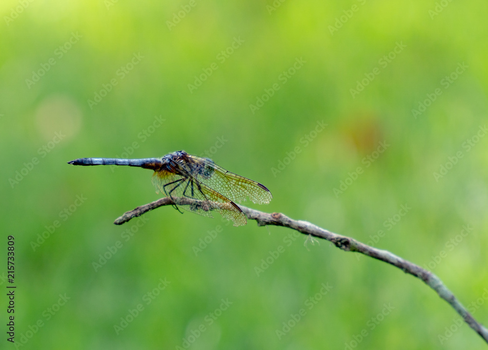 dragonfly dragonfly