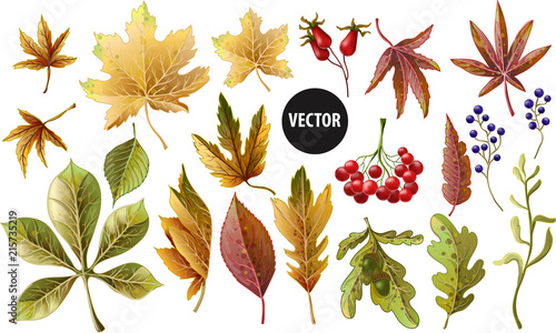 Set of autumn yellow leaves and berries. Vector illustration.