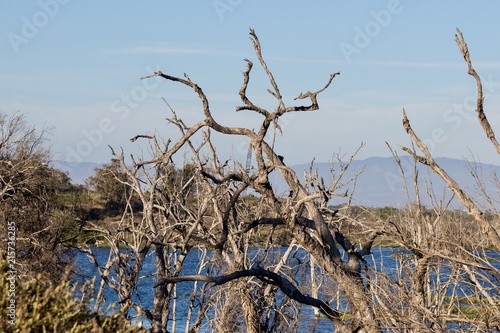 dead trees in California wetlands 