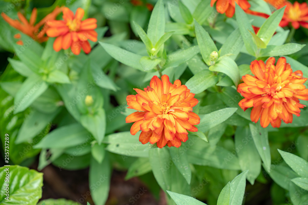 flower, floral, nature flower, floral, nature
