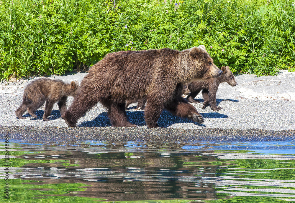 bear with three cubs on the lake with reflection bear with three cubs on the lake with reflection