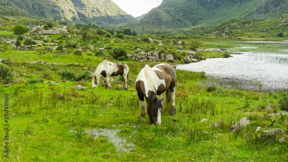 Grazing horses in the middle of Gap of Dunloe, Ireland