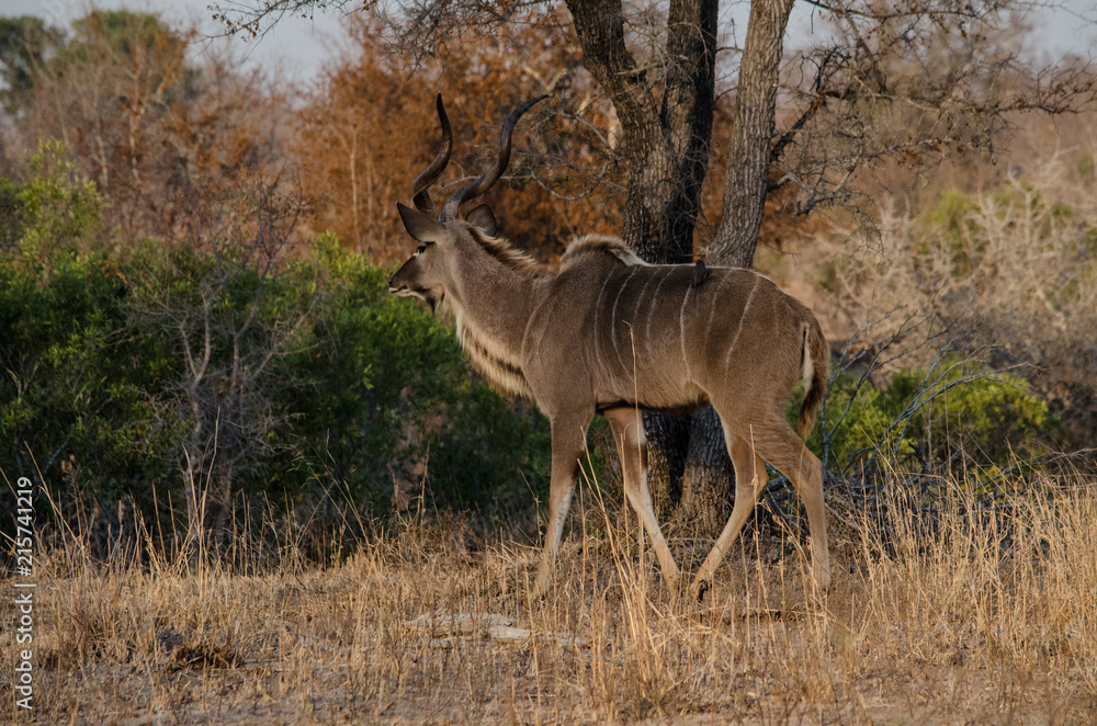 Fototapeta premium Greater_Kudu-2