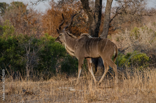 Greater_Kudu-2