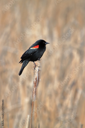 Red wing blackbird on reed