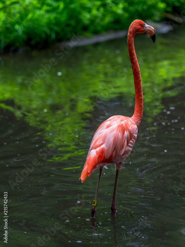  Bright Orange and Pink Plumage on a Flamingo in a Lake