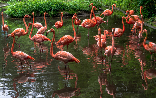 Bright Orange and Pink Plumage on a Flock of Flamingos in a Lake