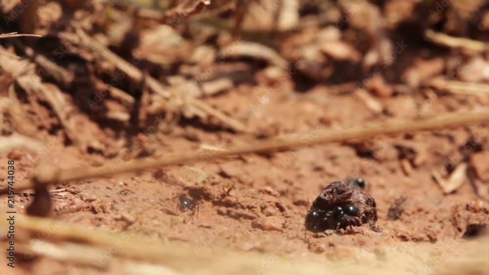 Wild black ants moving goods to her nest. Outdoors, on a sunny day. Shot in Spain. Wild black ants moving goods to her nest. Outdoors, on a sunny day. Shot in Spain.