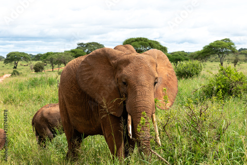 Close up photo of elephants in green grass walking up front