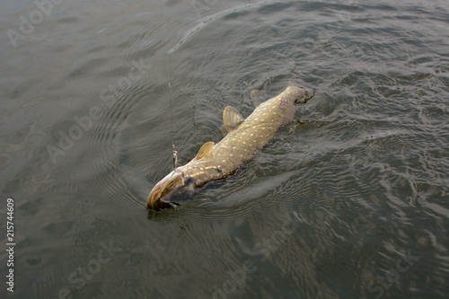 Summer fishing, pike fishing, spinning on the lake