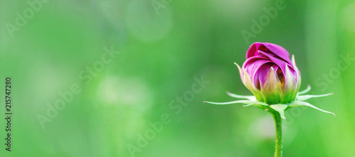 Fotografie Delicate cosmos flower on blurred green background