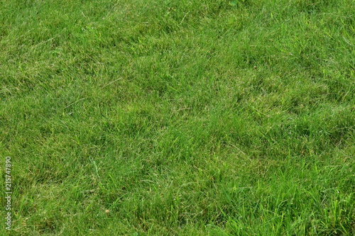 Green well-groomed lawn. Natural background