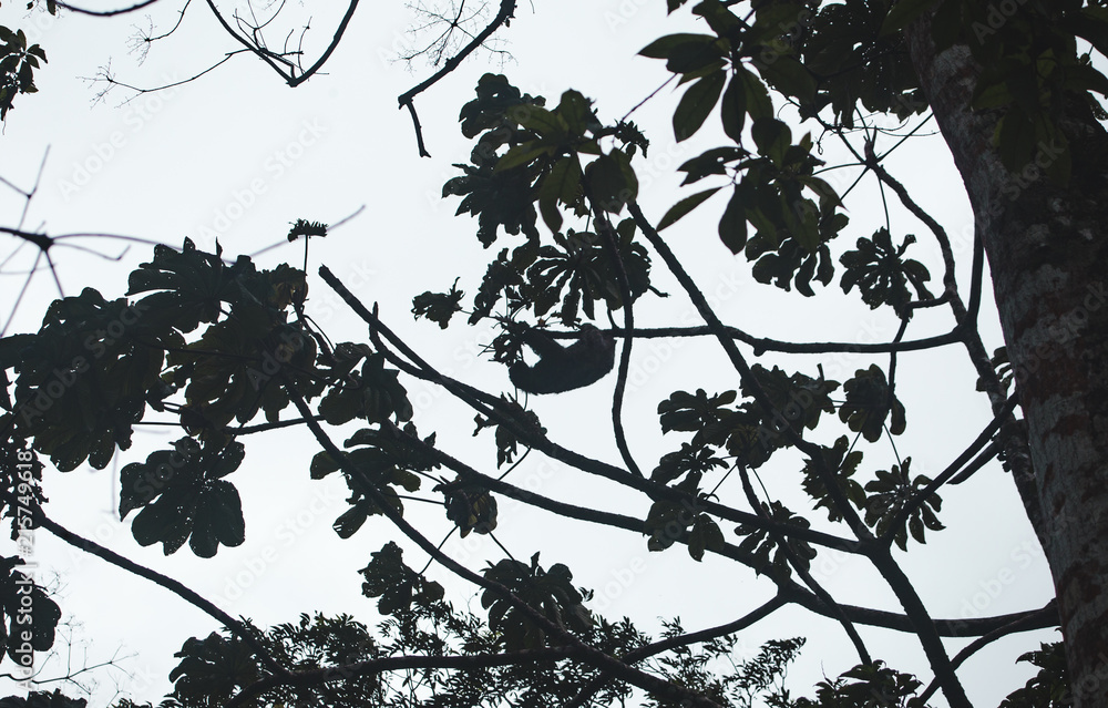 Naklejka premium Silhouette of a sloth hanging from a branch in a tall tree in Costa Rica, Central America