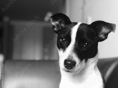 Serious Pup! © shan