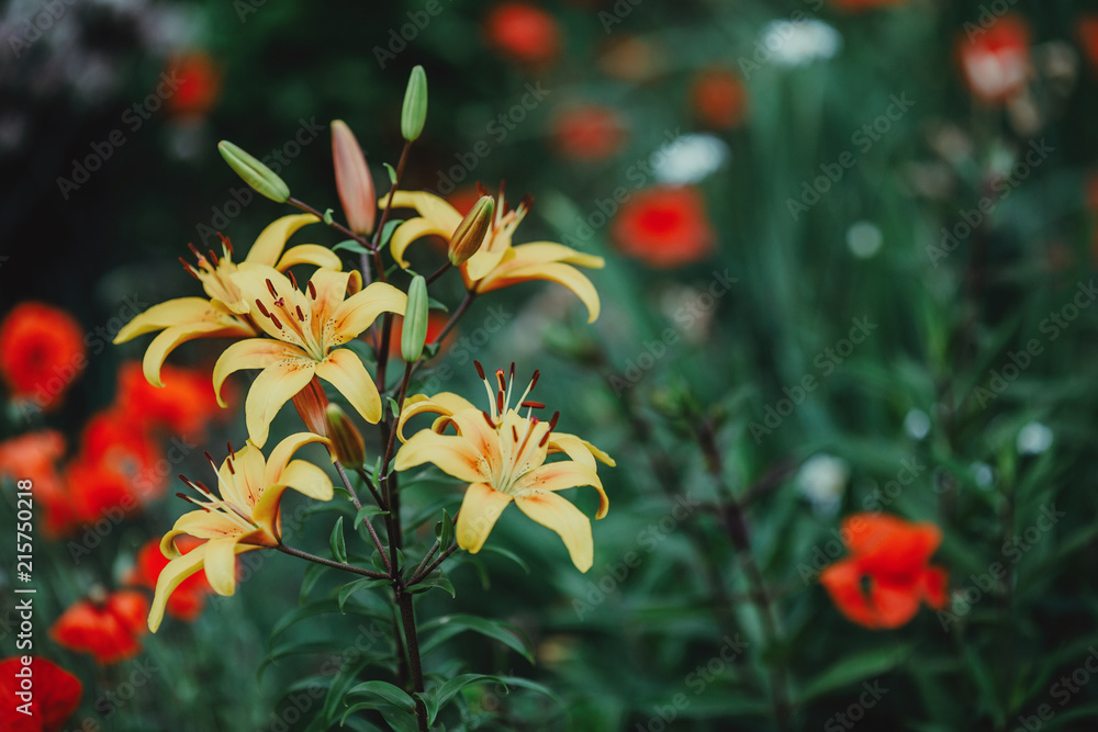 Yellow lilies flowers in summer garden, toned