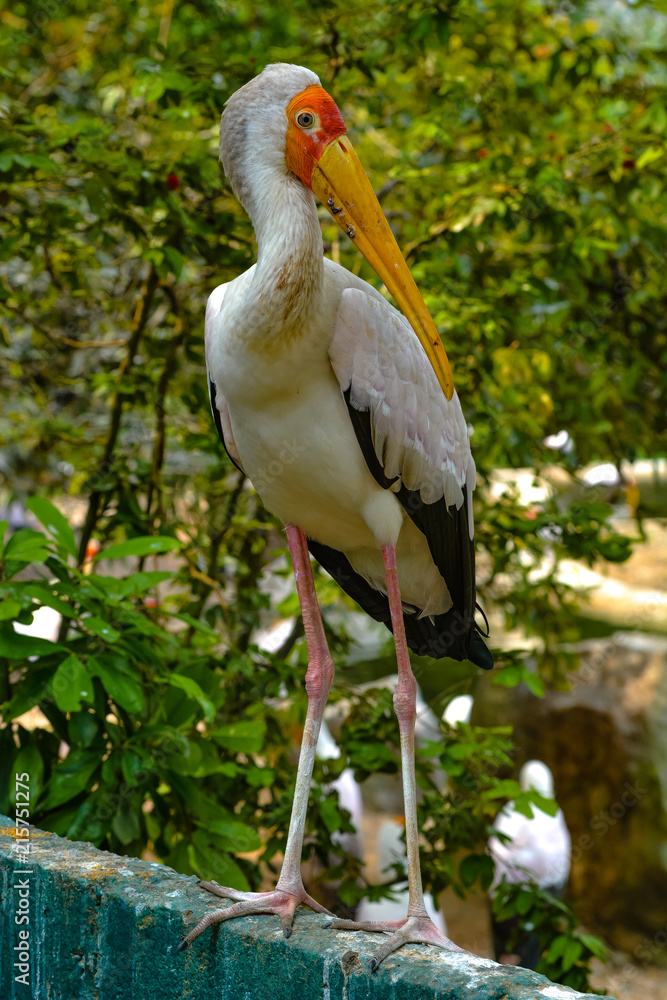 Close up view of The Yellow-billed stork (Mycteria ibis), sometimes also called the wood stork or wood ibis, is a large African wading stork species in the family Ciconiidae at Kuala Lumpur Birdpark, Close up view of The Yellow-billed stork (Mycteria ibis), sometimes also called the wood stork or wood ibis, is a large African wading stork species in the family Ciconiidae at Kuala Lumpur Birdpark,