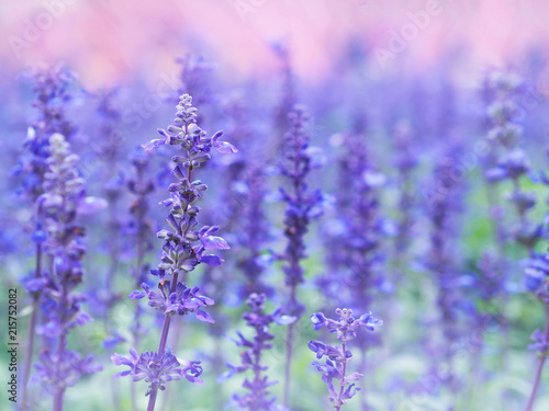 Fototapeta Naklejka Na Ścianę i Meble -  Blue Salvia flowers field in the park.