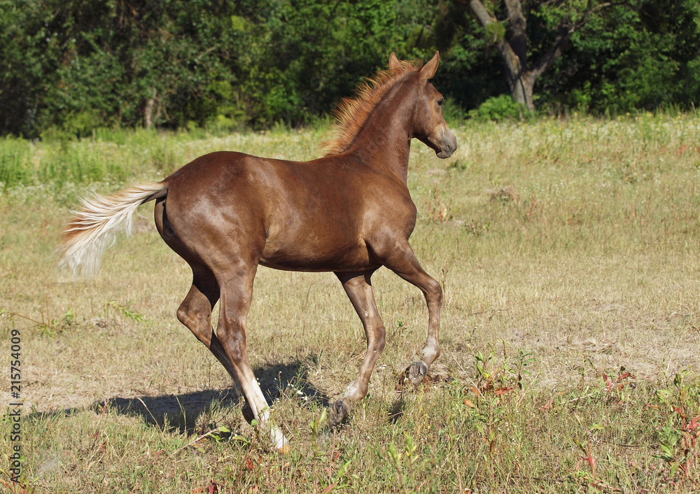 Obraz premium Elegant thoroughbred chestnut foal galloping on a meadow