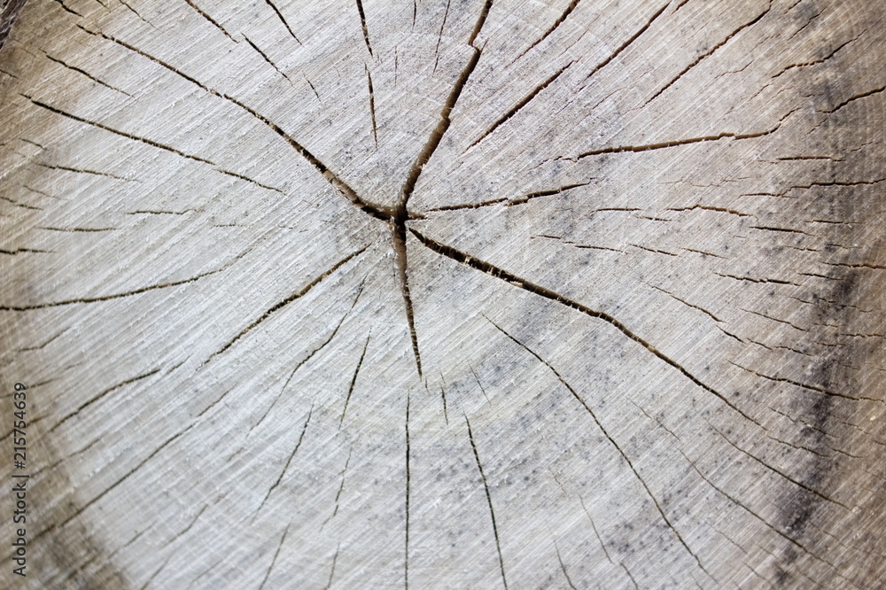 Fototapeta premium woodpile