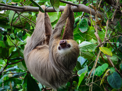 Staring Sloth © Okan