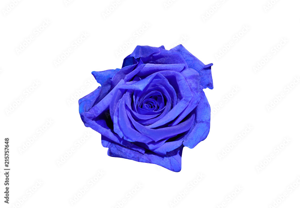 Obraz premium Blue rose flower isolated on white background. Top view. 