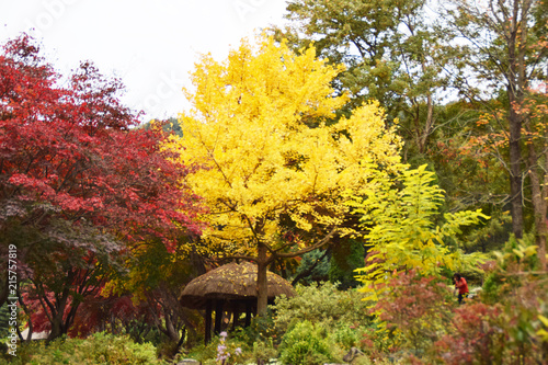 autumn yellow fallen leaves