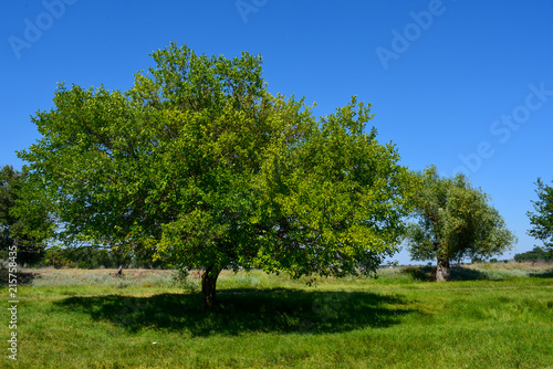 Big green tree on a sunny day against a blue sky