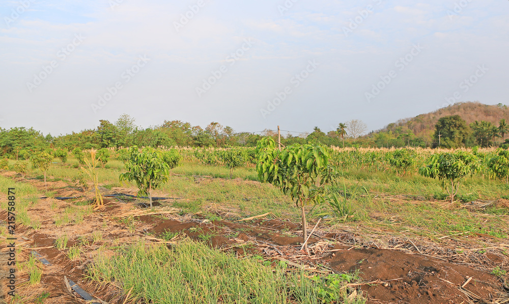 Growing Mango field in valley of Thailand.