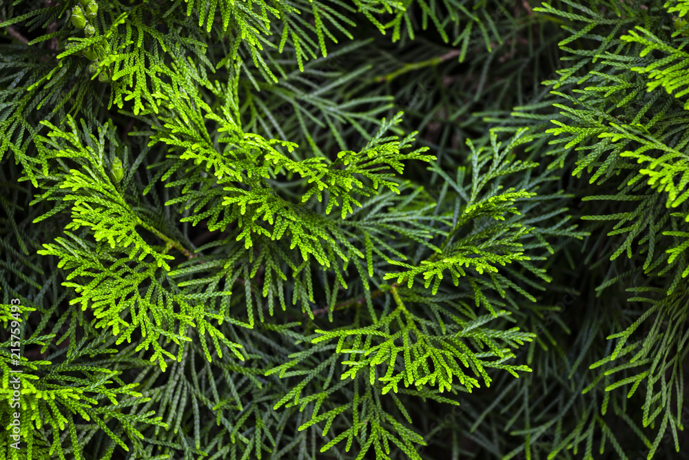 Green twigs of young thai close-up as background. Green twigs of young thai close-up as background.