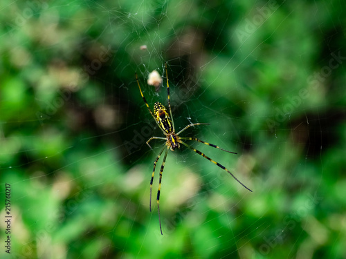 green Japanese weaver spider on its web 2