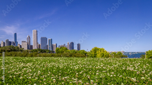Skyline of Chicago over Field of Flowers