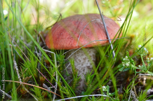 Detail of small mushroom in wild nature