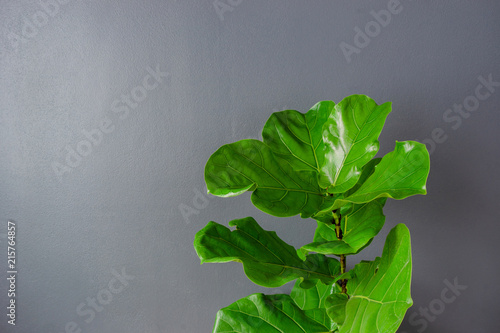 Obraz Skrzypce liść figi drzewo na szarym tle.