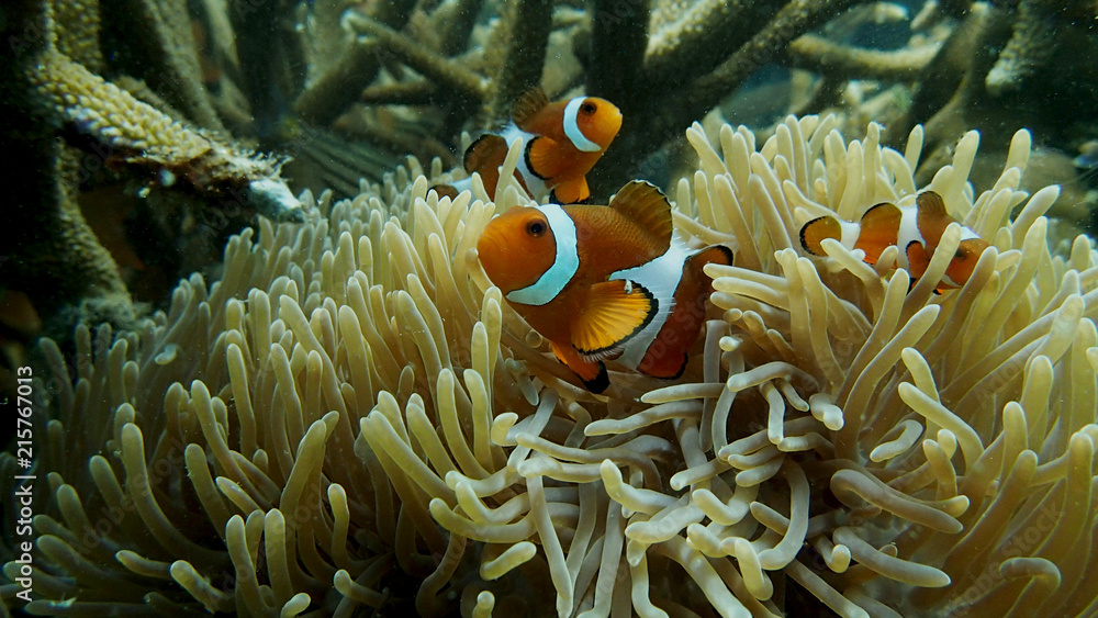 sea anemones that found at coral reef area at Tioman island, Malaysia sea anemones that found at coral reef area at Tioman island, Malaysia
