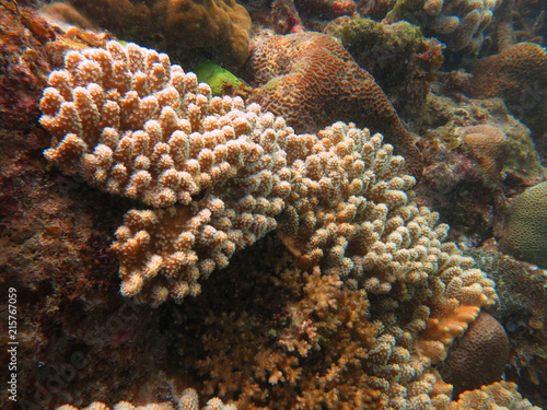 Coral that found at coral reef area at Tioman island  Malaysia