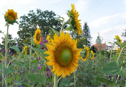 Vilsbiburg mit Sonnenblume photo