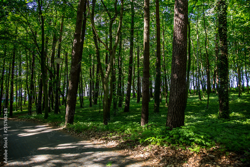 Obraz premium Beautiful summer forest with different trees