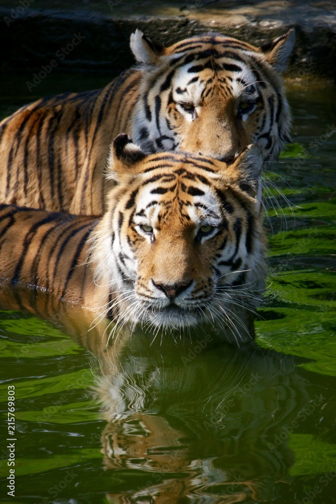 Due tigri in acqua