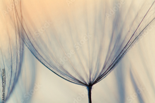 Dandelion abstract background. Shallow depth of field. Spring background