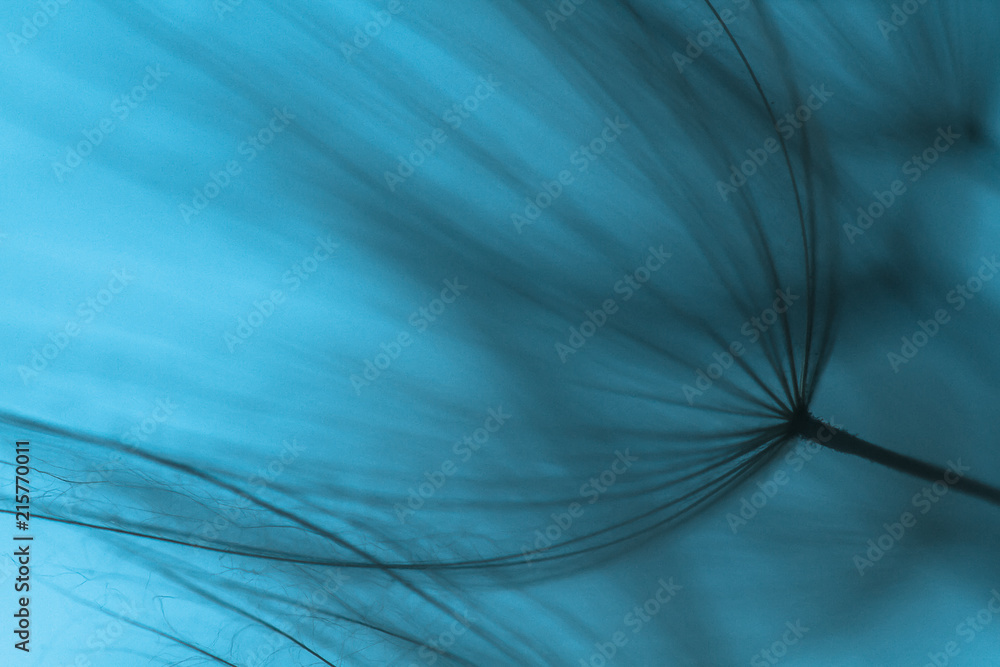 Fototapeta Dandelion abstrakcjonistyczny tło. Płytka głębia ostrości. Tło wiosna