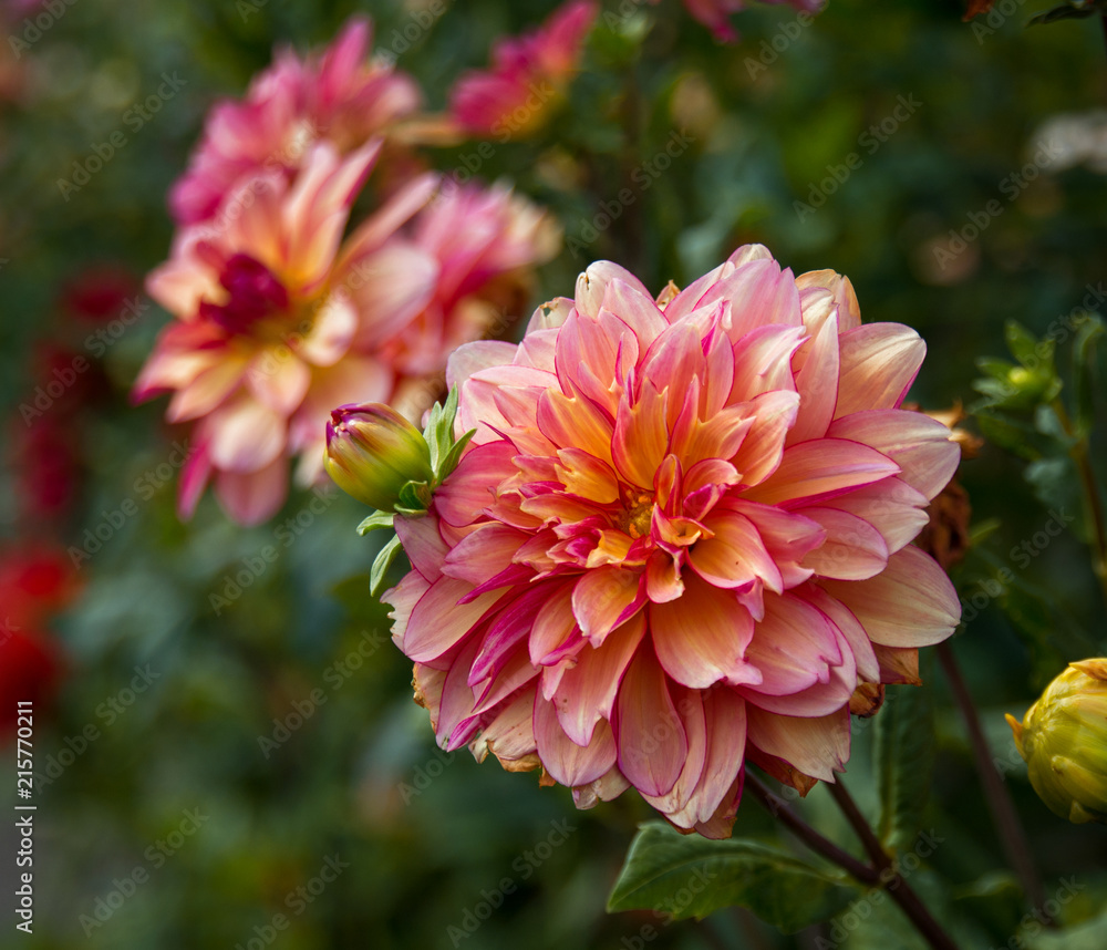 flower dahlias. close-up. nature. flowers. flower dahlias. close-up. nature. flowers.