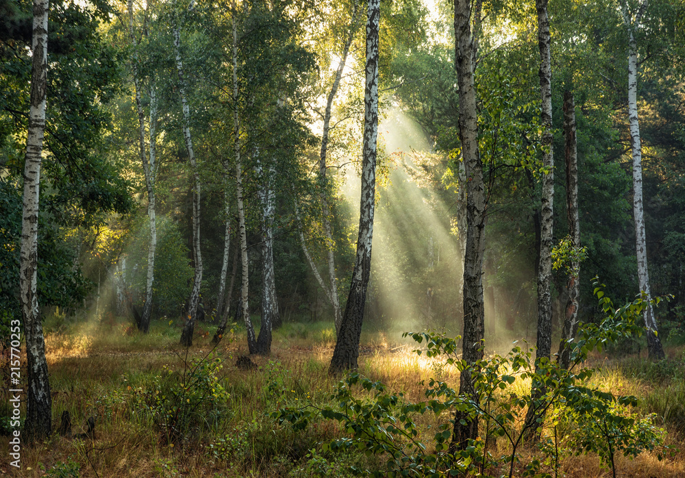 walk in the autumn forest. autumn colors. sunlight.