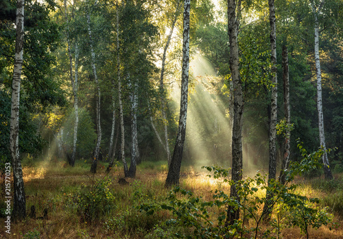 walk in the autumn forest. autumn colors. sunlight. © Mykhailo