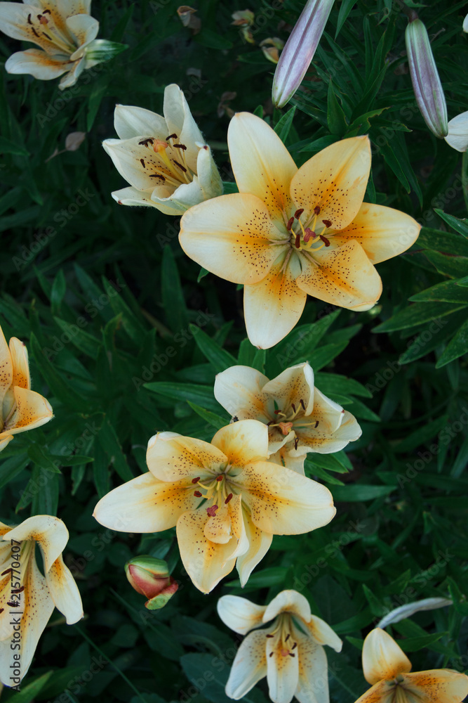 Fototapeta premium Background, texture. White lily flowers on a background of green leaves. A flower bed. Close-up