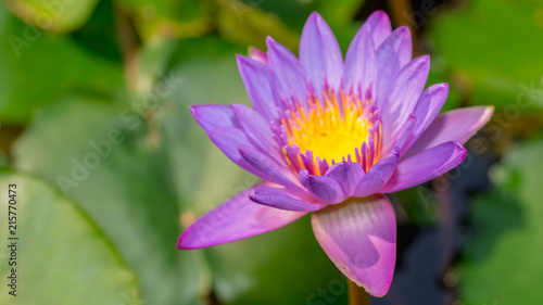 purple waterlily flower with green leaves as the background