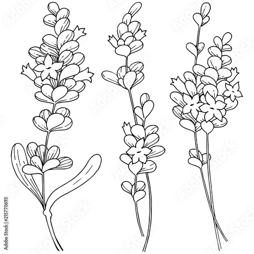 Vector lavender wildflower in a vector style isolated. Vector flower for background, texture, wrapper pattern, frame or border.