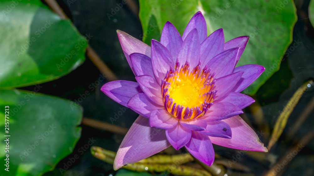purple waterlily flower with green leaves as the background