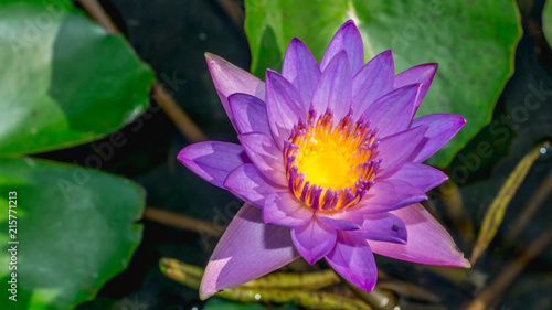 purple waterlily flower with green leaves as the background