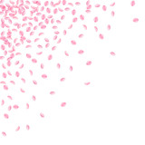 Sakura petals falling down. Romantic pink silky small flowers. Thick flying cherry petals. Scattered